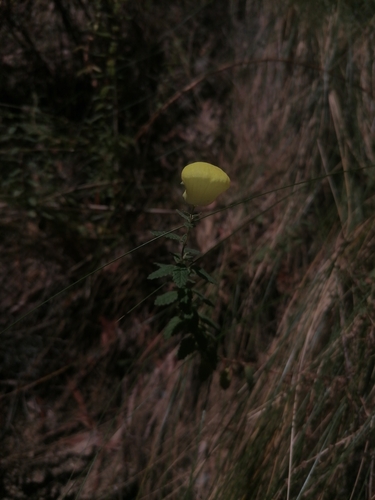 Calceolaria parvifolia (Calceolaria parvifolia)