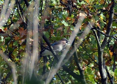 Garrulus glandarius