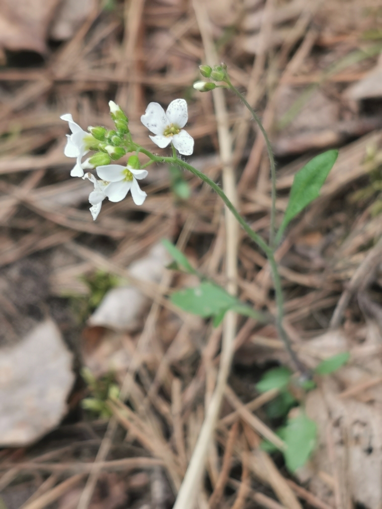 Sand Rock-cress