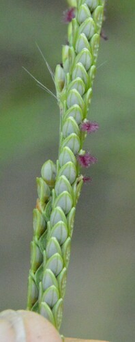 Image of Paspalum plicatulum by (c) Dan Johnson, some rights reserved (CC BY)