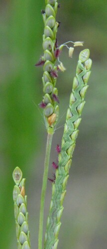 Image of Paspalum plicatulum by (c) Dan Johnson, some rights reserved (CC BY)