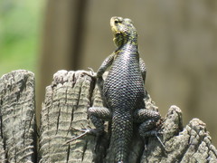 Sceloporus oberon