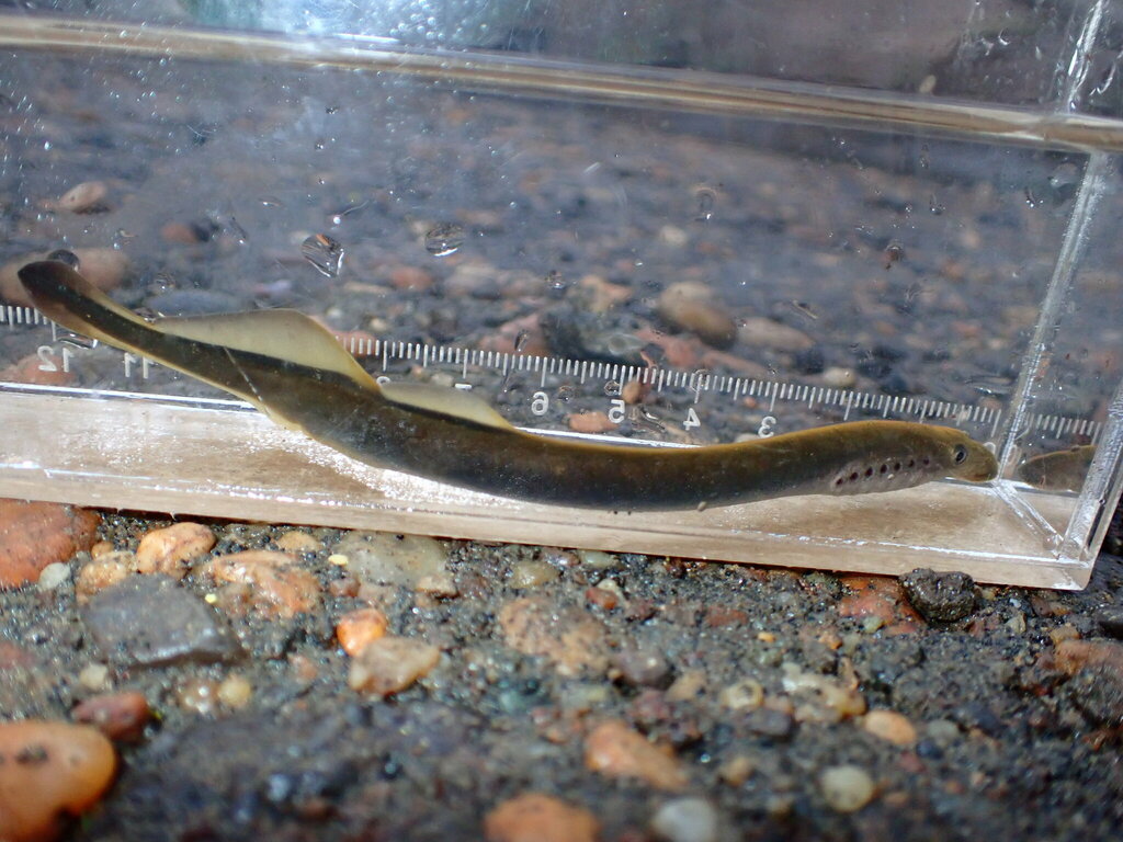American Brook Lamprey