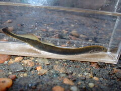 American Brook Lamprey photo 1