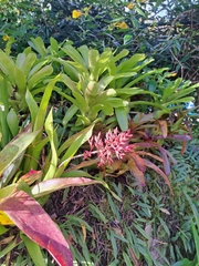 Aechmea purpureorosea, photograph (c) Victor Farjalla Pontes, some rights reserved (CC BY)