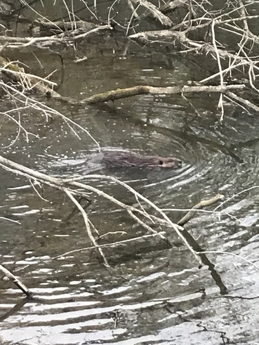 American Beaver photographed in Delaware