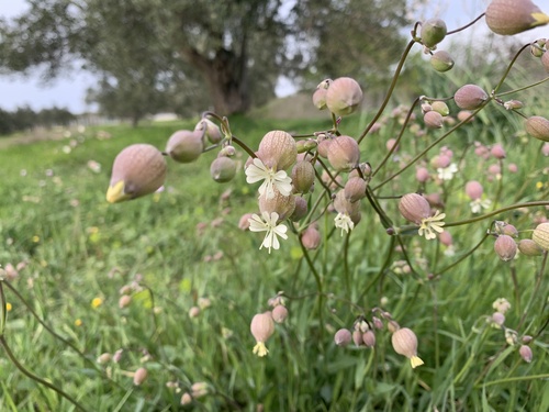 Napuhnuta pušina (Silene vulgaris)