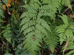 Athyrium niponicum