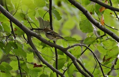 Fringilla coelebs