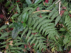 Metathelypteris laxa