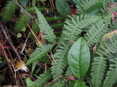 Metathelypteris laxa