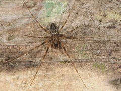 Drapetisca alteranda