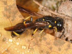 Symmorphus canadensis