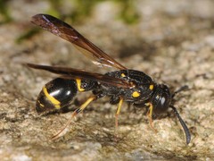 Symmorphus canadensis
