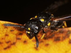 Symmorphus canadensis