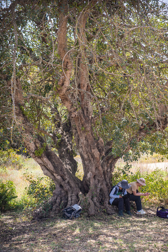 Carob tree