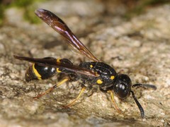 Symmorphus canadensis