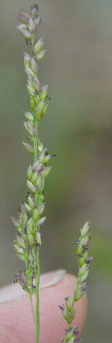 Image of Steinchisma hians by (c) Dan Johnson, some rights reserved (CC BY)