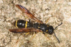 Symmorphus canadensis