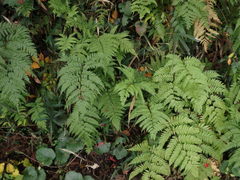 Athyrium niponicum