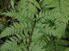 Athyrium niponicum