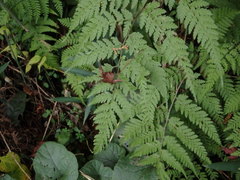 Athyrium niponicum