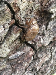 Cicadidae