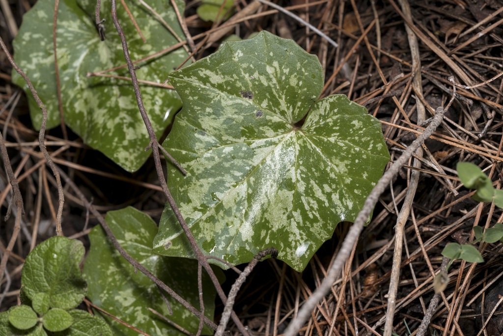Rhodian Cyclamen