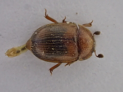 Pocadius ferrugineus