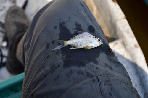 Shortnose mojarra (Diapterus brevirostris) — Gerreidae — 5