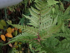 Athyrium niponicum