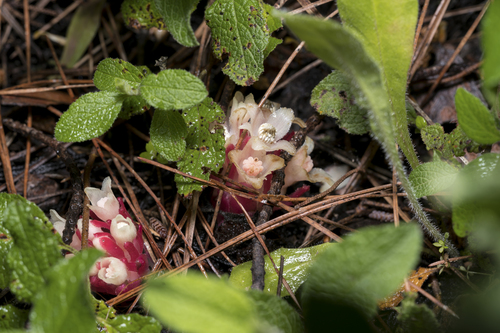 Cytinus ruber (Cytinus ruber)
