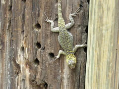 Sceloporus oberon