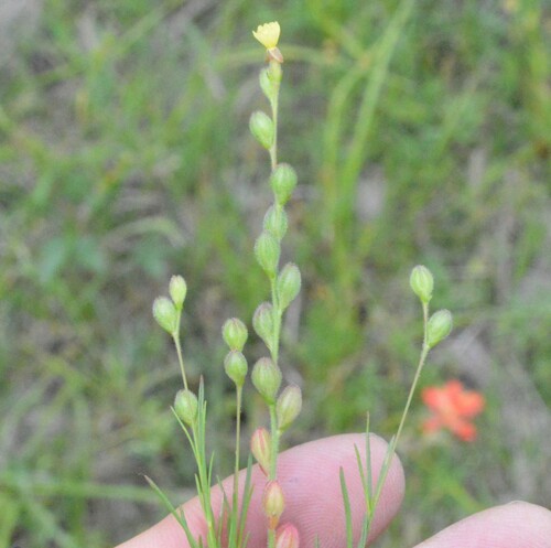 Image of Oenothera linifolia by (c) Dan Johnson, some rights reserved (CC BY)