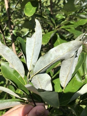 Magnoliaceae