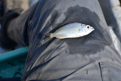 Graceful mojarra (Eucinostomus gracilis) — Gerreidae — 2