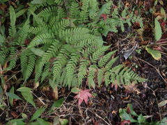 Athyrium niponicum
