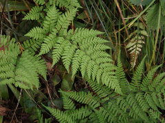 Athyrium niponicum