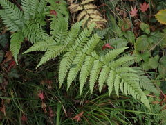 Dryopteris erythrosora