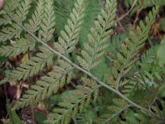Athyrium niponicum