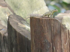 Sceloporus oberon