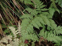 Dennstaedtia zeylanica