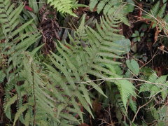 Coryphopteris japonica