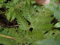 Dennstaedtia zeylanica