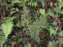 Coryphopteris japonica