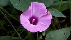 Ipomoea cordatotriloba