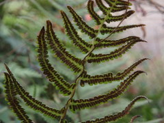 Coryphopteris japonica