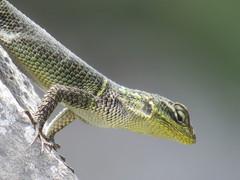 Sceloporus oberon