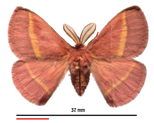Decachorda rosea