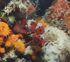 Hippocampus reidi